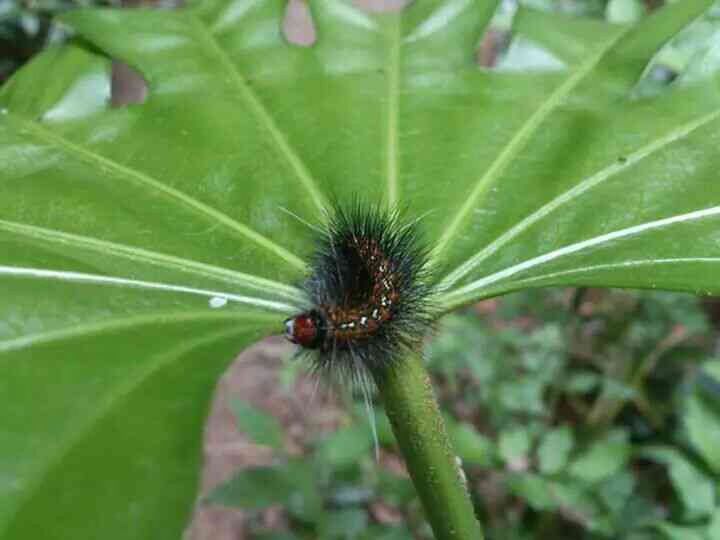 CLOSE-UP OF LEAF ON LEAF