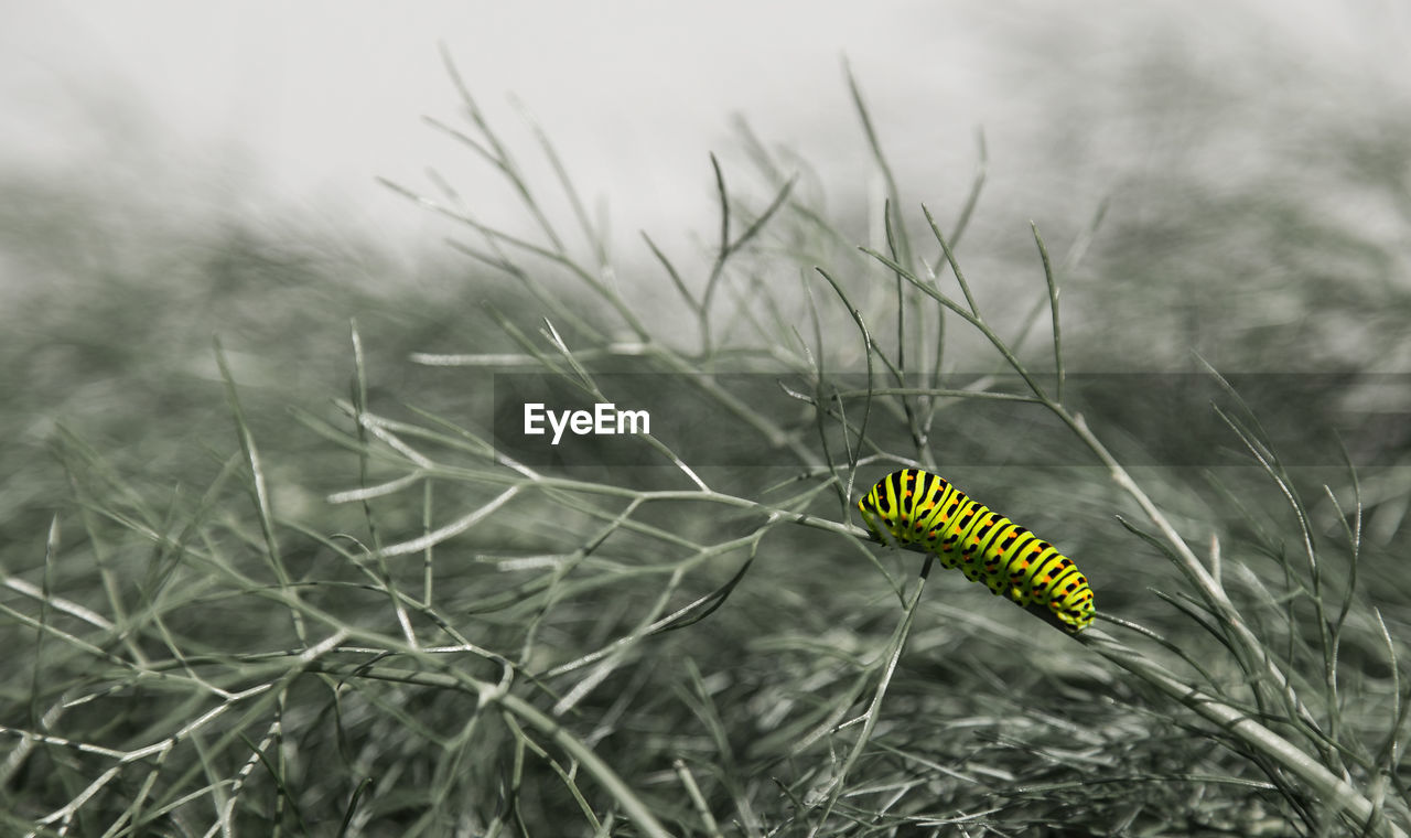 Close-up of caterpillar on grass at field