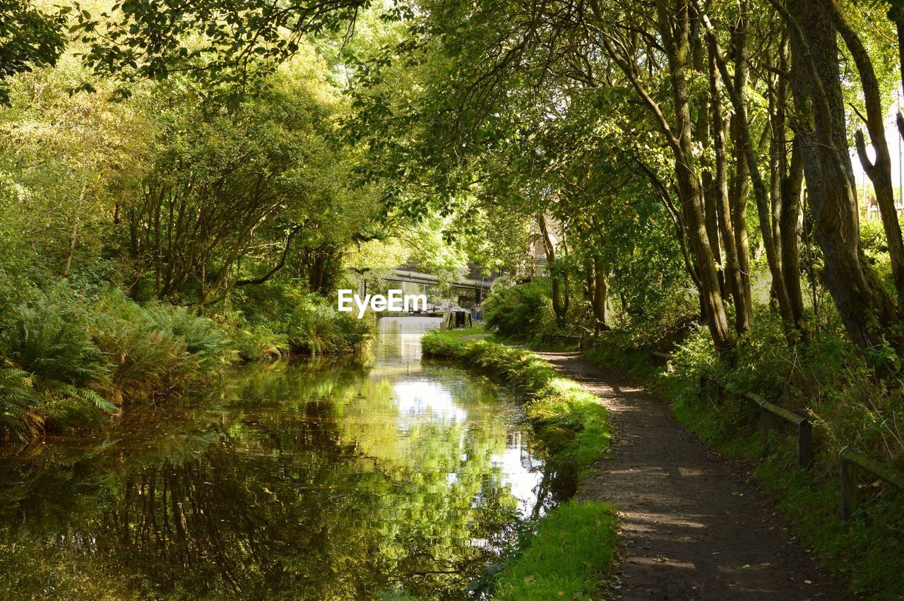 River amidst trees in forest