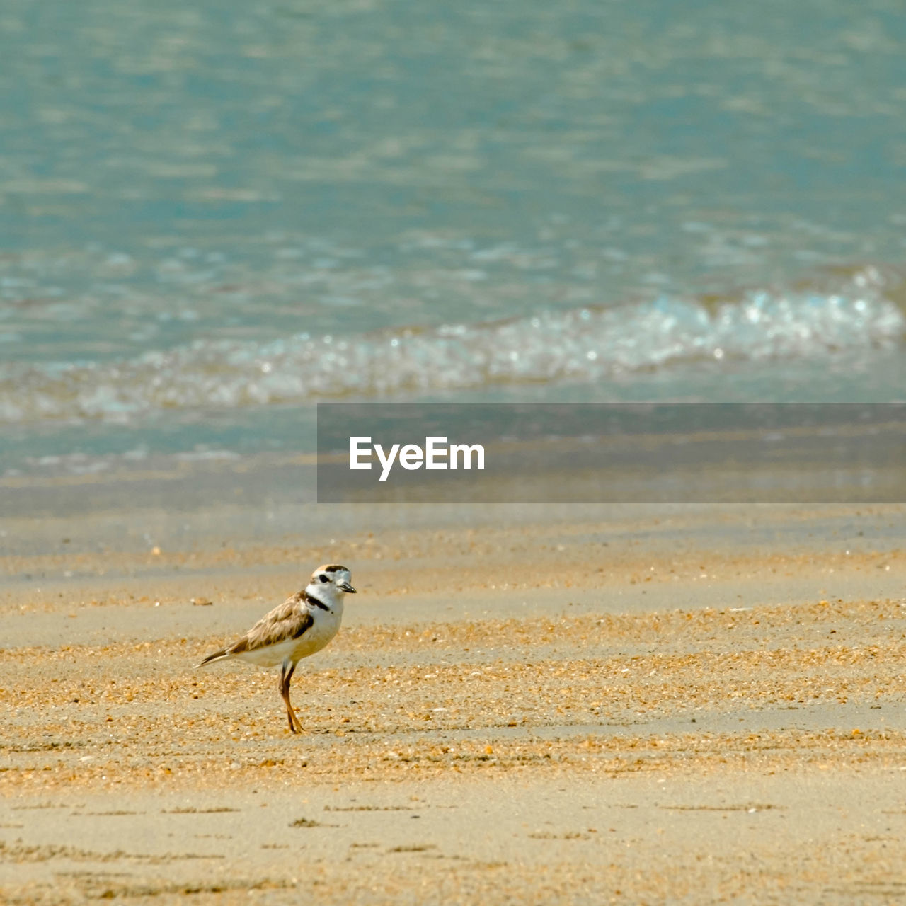 side view of bird on beach