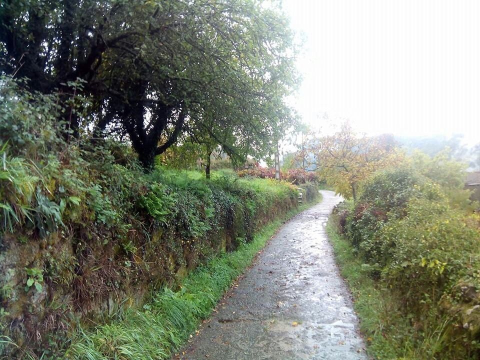 NARROW WALKWAY ALONG TREES