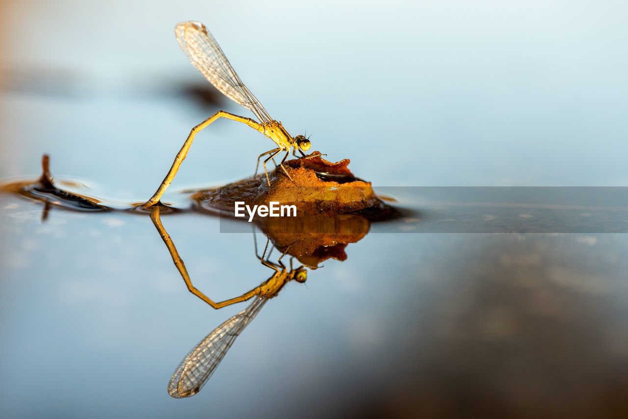 macro photography, close-up, insect, animal themes, animal, nature, animal wildlife, water, leaf, one animal, no people, reflection, wildlife, yellow, branch, animal body part, focus on foreground, outdoors, animal wing, beauty in nature, flower, macro