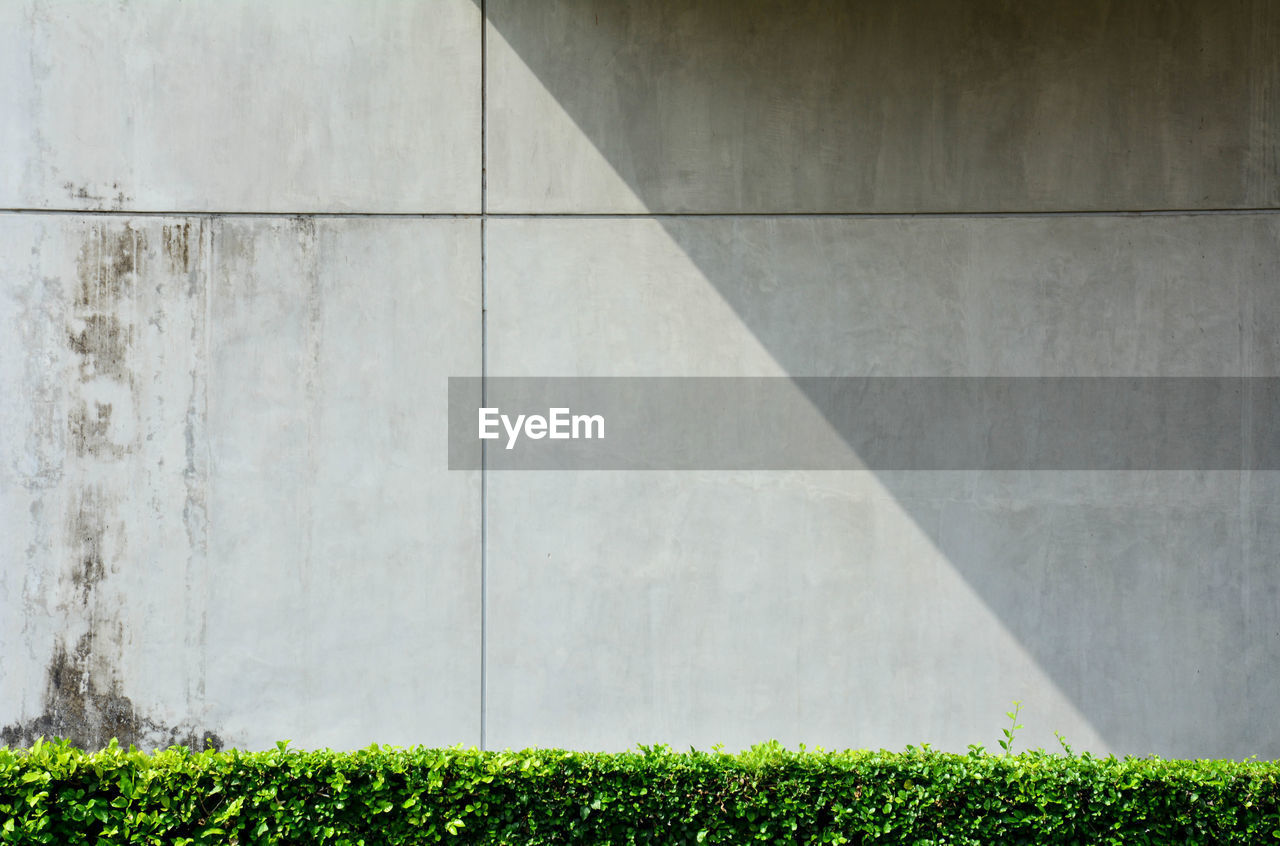 Plants growing against wall