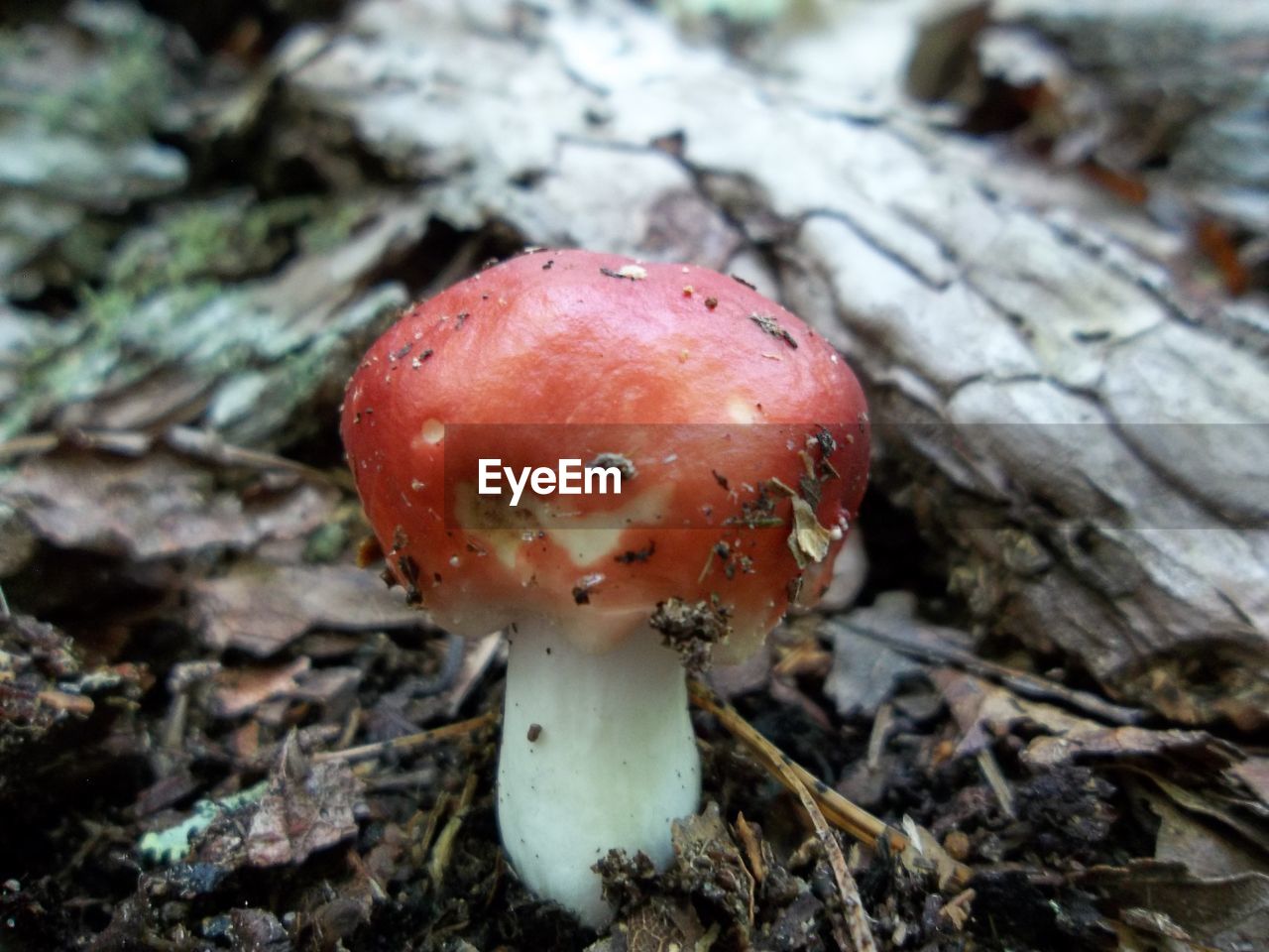 CLOSE-UP OF FLY AGARIC MUSHROOM