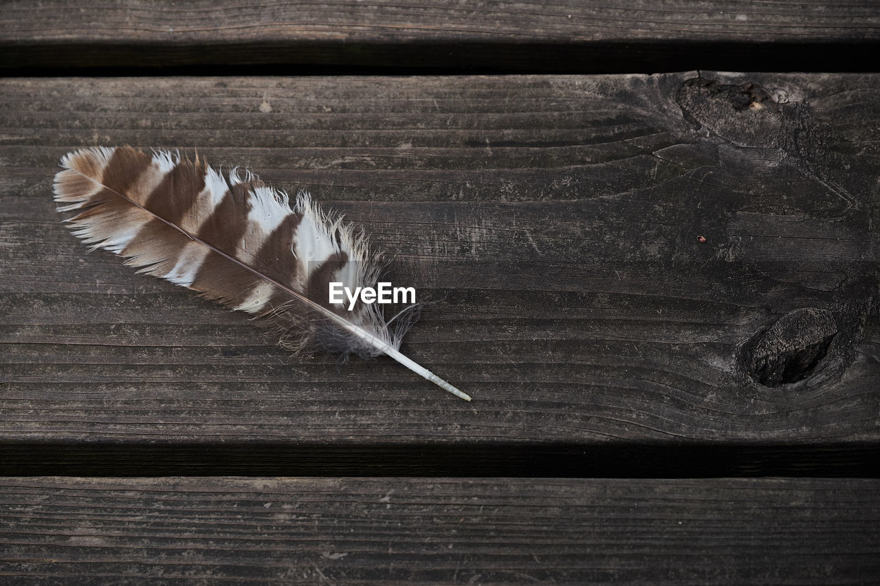 FEATHER ON WOOD