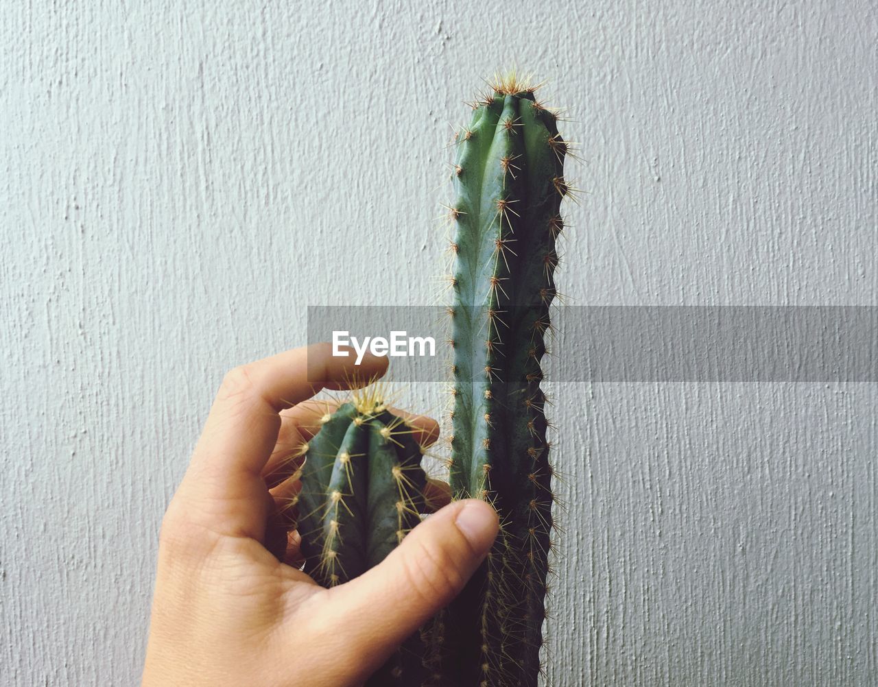 Close-up of hand holding cactus plant