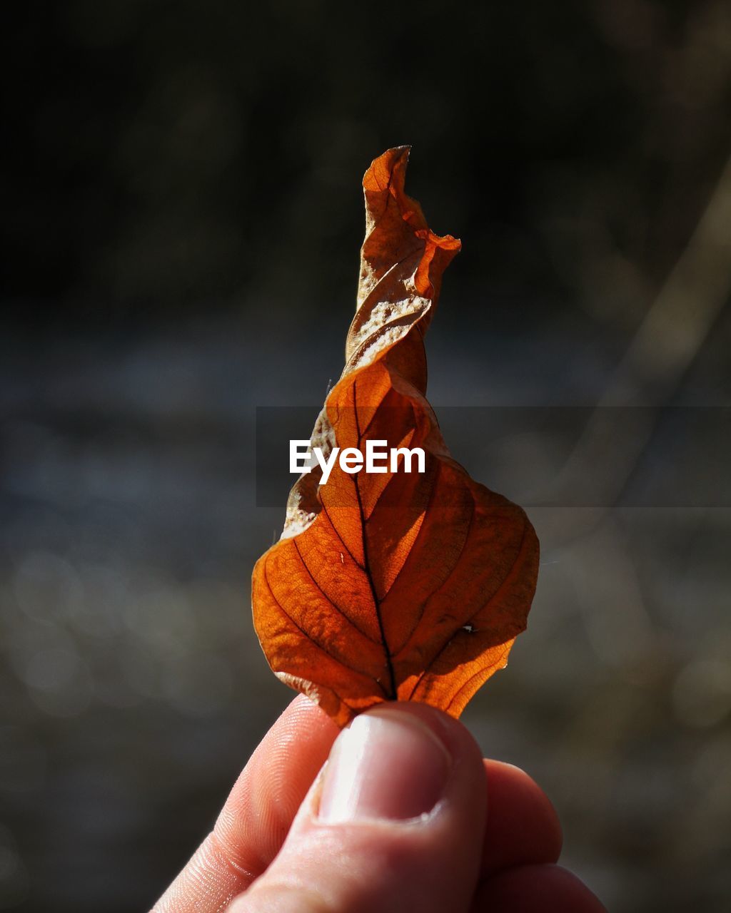 Cropped hand holding dry leaf during autumn