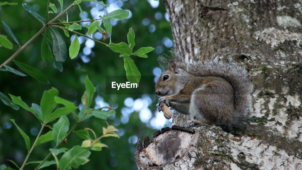 animal, animal themes, animal wildlife, squirrel, tree, wildlife, mammal, one animal, nature, plant, branch, rodent, no people, tree trunk, trunk, cute, plant part, leaf, forest, outdoors, chipmunk, land, eating, jungle, environment, animal body part, tail