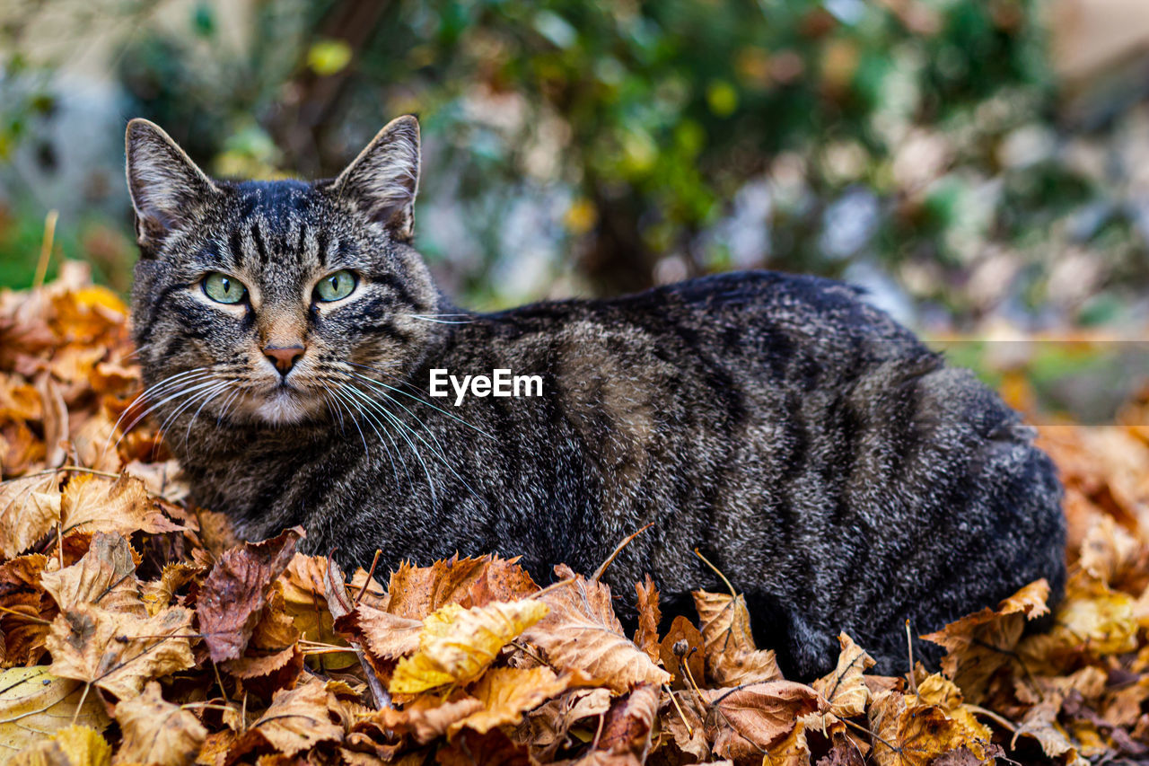 animal, animal themes, mammal, pet, cat, one animal, domestic animals, leaf, plant part, feline, domestic cat, autumn, wild cat, portrait, looking at camera, nature, wildlife, no people, dry, land, day, relaxation, close-up, felidae, outdoors