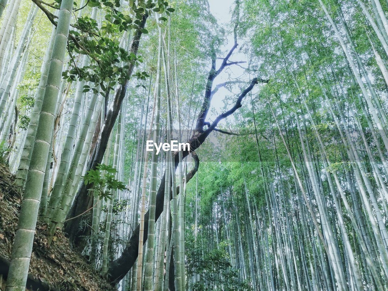 VIEW OF TREES IN FOREST