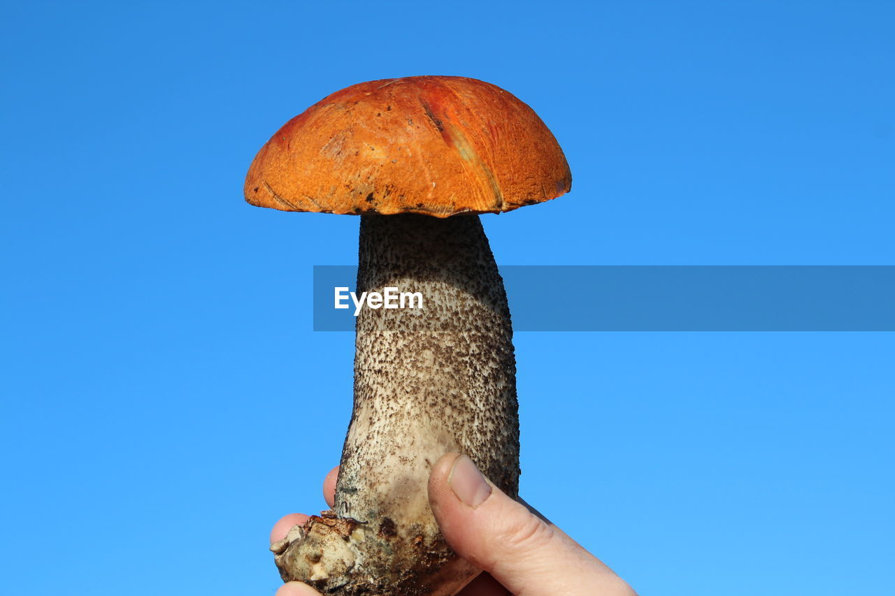 Cropped image of hand holding mushroom against clear blue sky