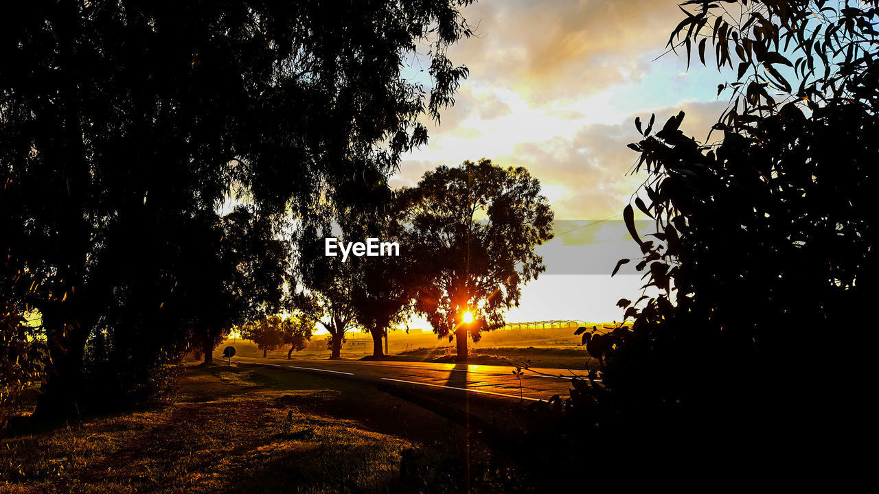 SILHOUETTE TREES AGAINST SKY DURING SUNSET