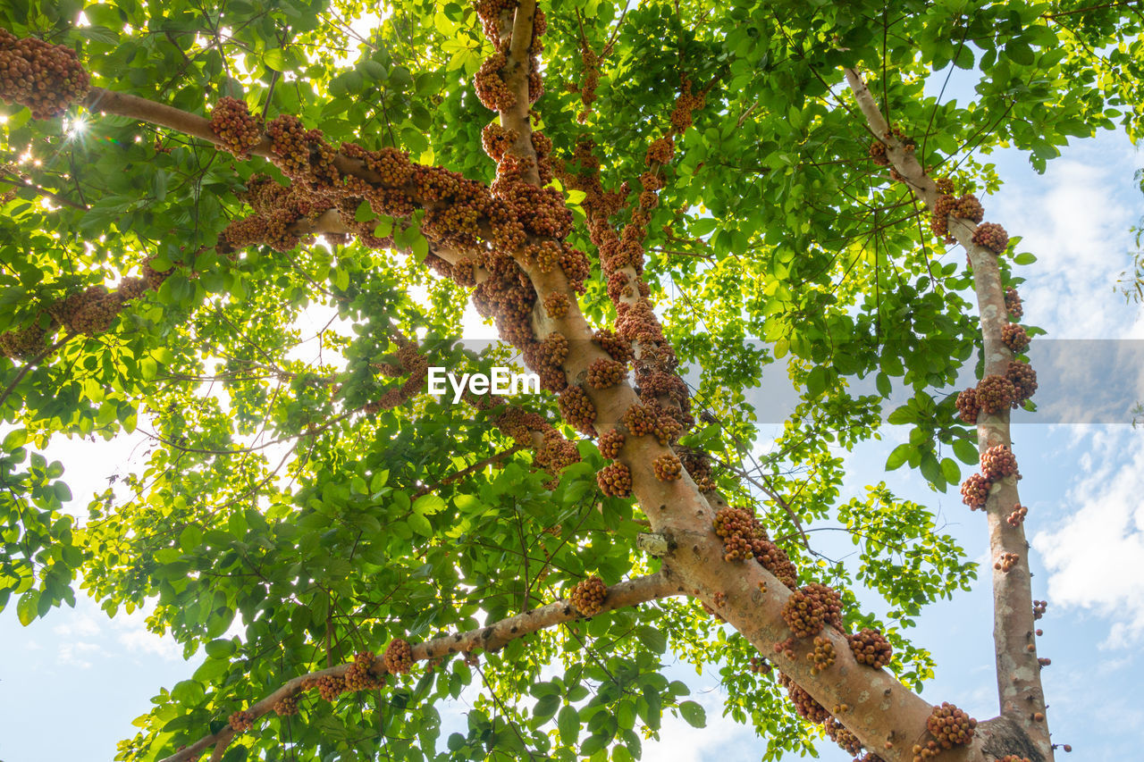 Low angle view of a fruit tree on a sunny day