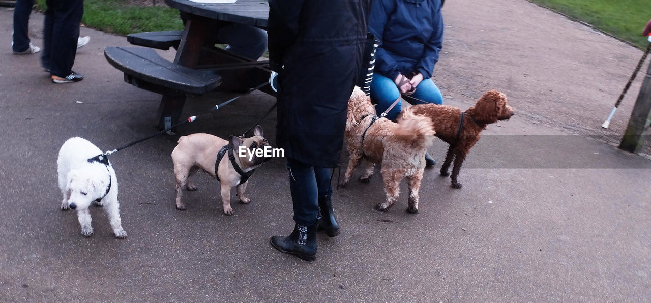 Low section of people with dogs on street