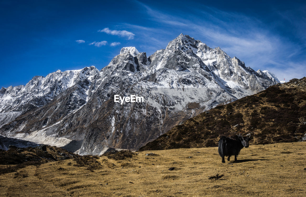 VIEW OF HORSE ON SNOWCAPPED MOUNTAIN