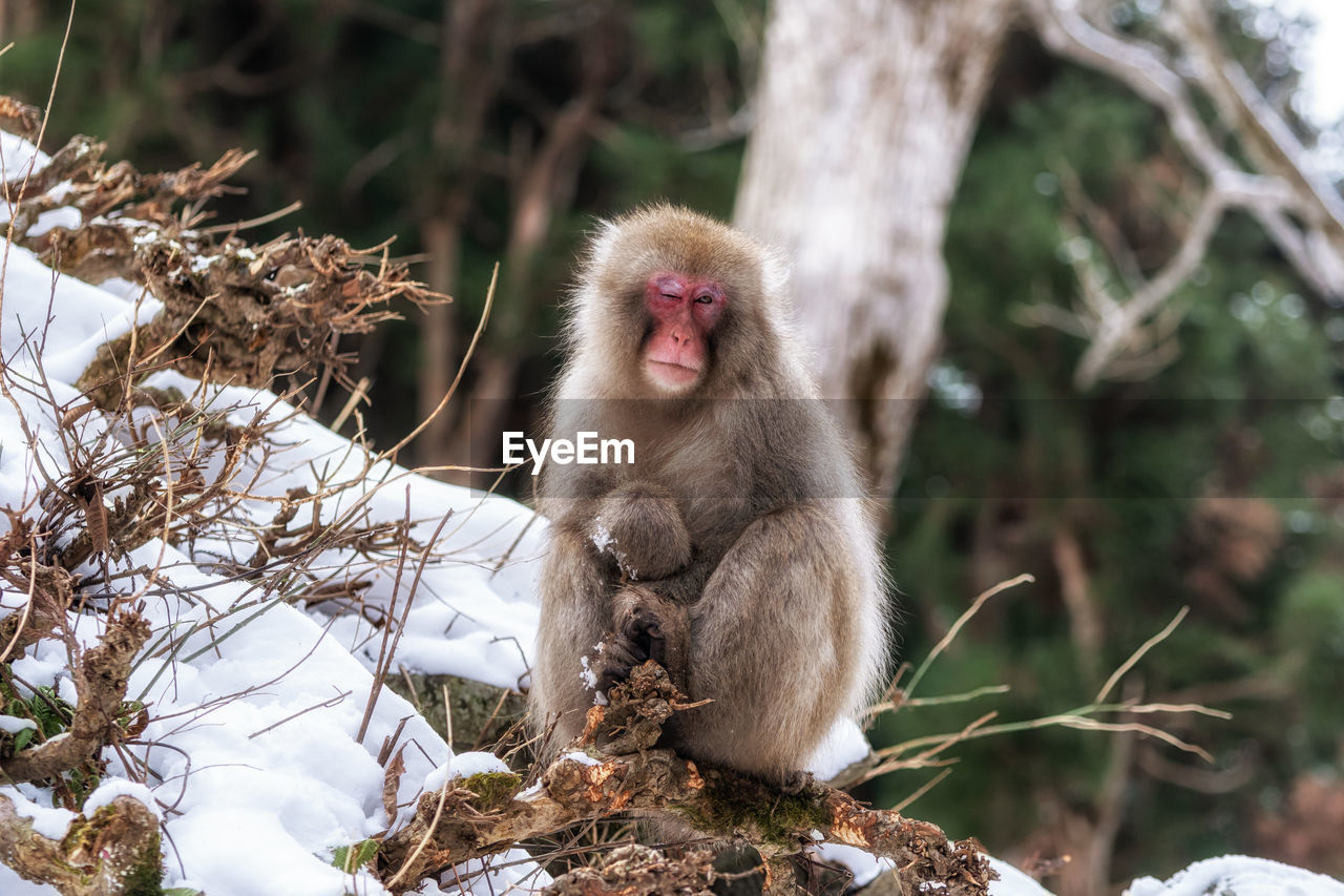 Snow monkeys, japanese macaque, relaxing by the hot spring water in jigokudani monkey park, japan.