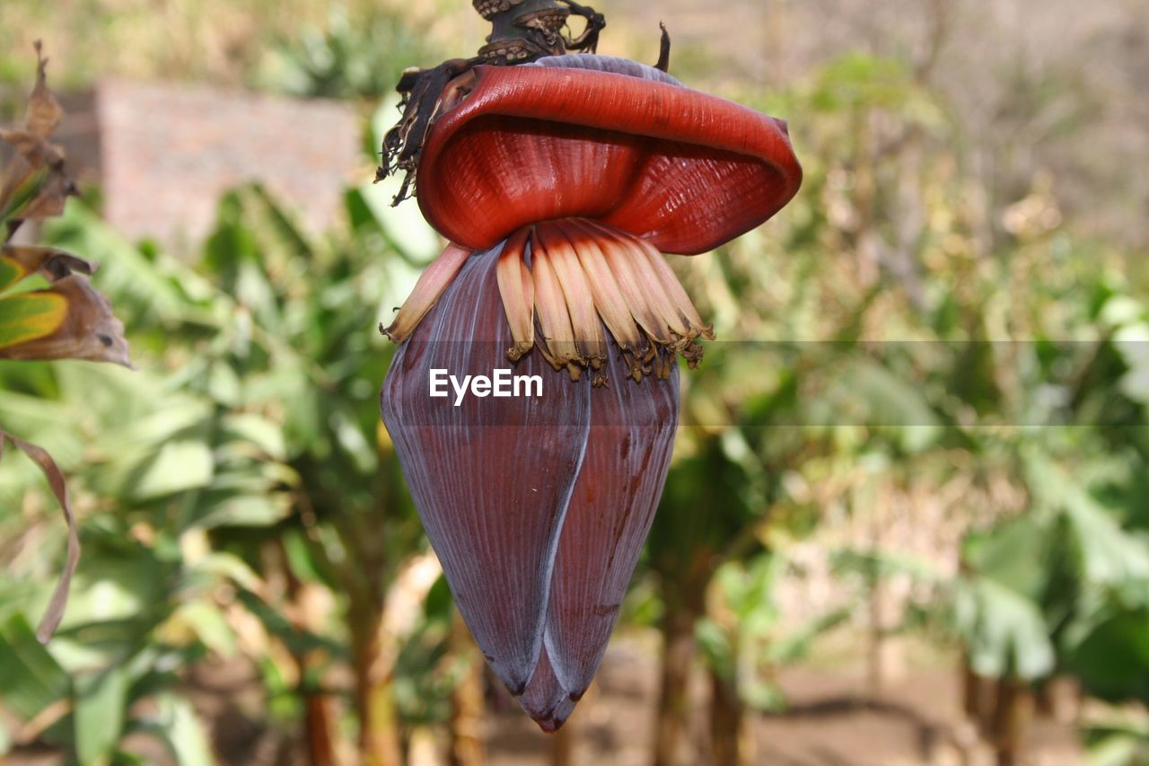Close-up of banana flower growing outdoors