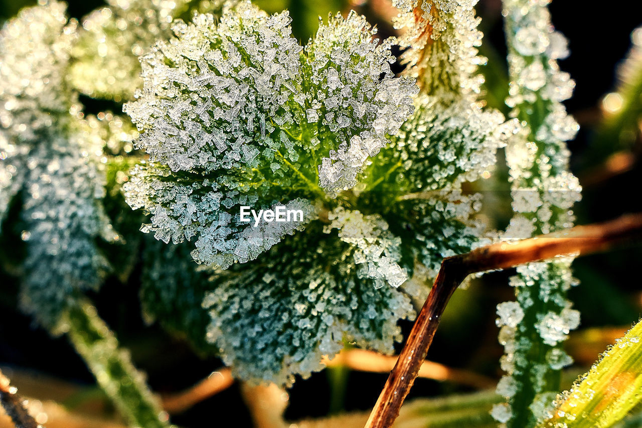 Close-up of flowering plant