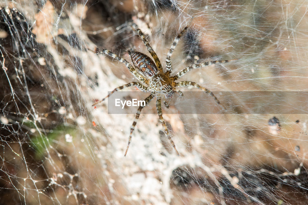 SPIDER ON WEB