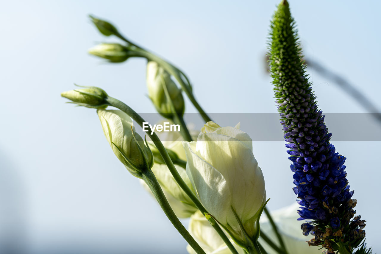 plant, flower, flowering plant, freshness, nature, beauty in nature, growth, close-up, no people, plant stem, macro photography, green, food, yellow, food and drink, focus on foreground, plant part, flower head, leaf, fragility, outdoors, agriculture, inflorescence, blue, springtime, petal, crop, vegetable, bud, botany