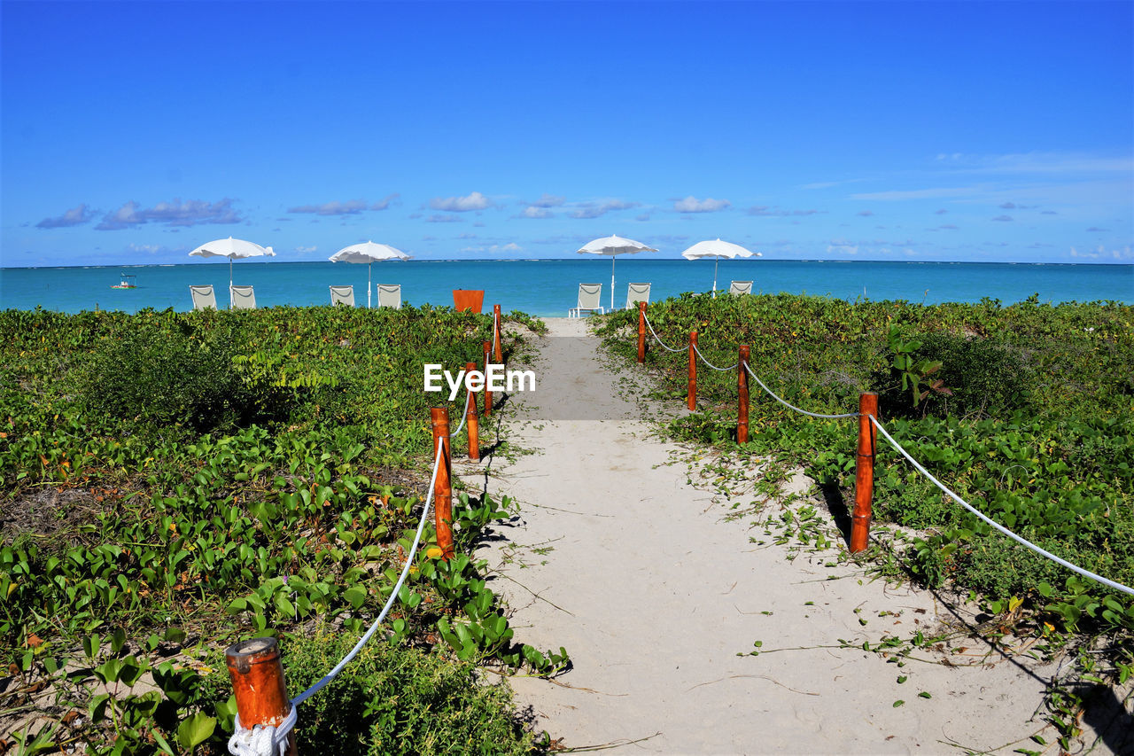 PLANTS GROWING ON BEACH AGAINST SKY