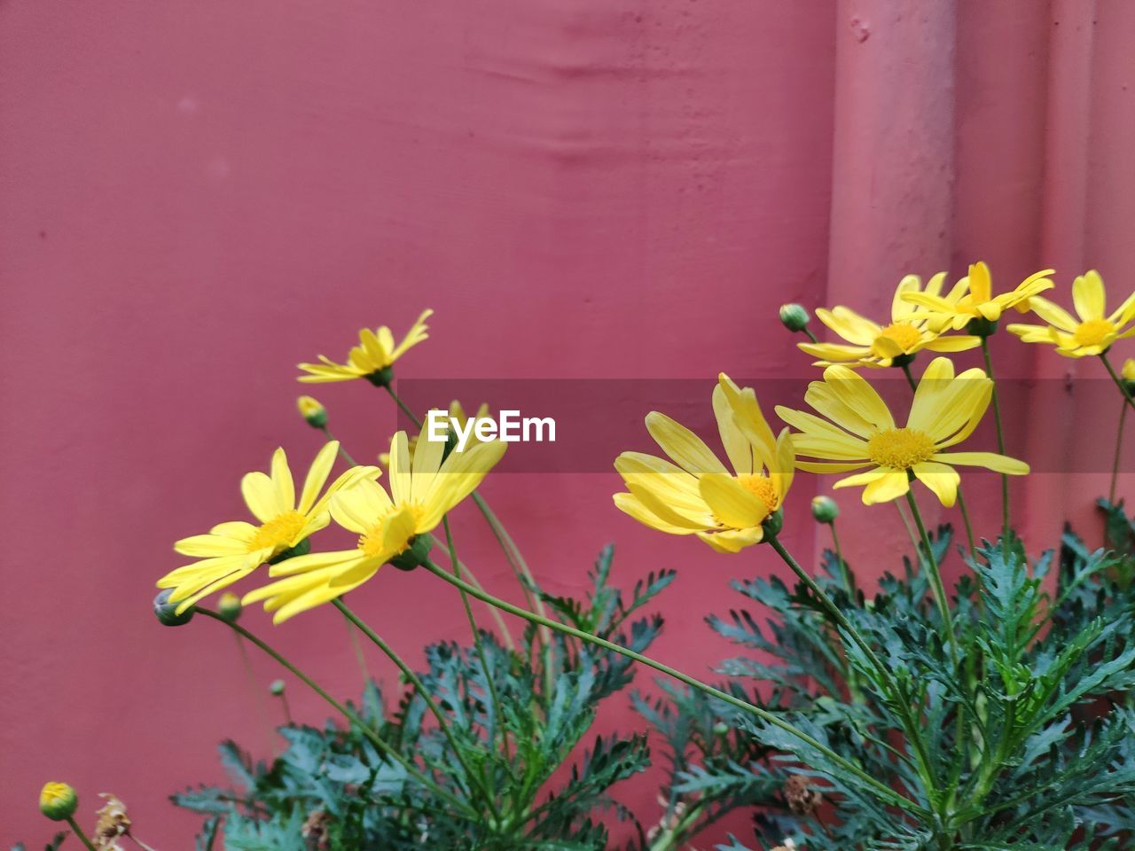 CLOSE-UP OF YELLOW DAISY PLANT AGAINST WALL