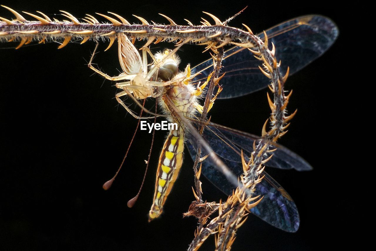 CLOSE-UP OF SPIDER ON WEB