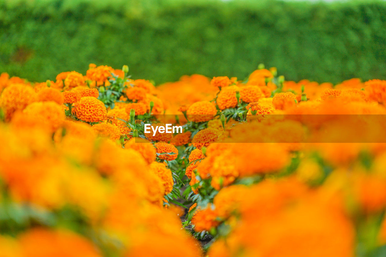 plant, yellow, flower, flowering plant, orange color, freshness, beauty in nature, nature, selective focus, no people, field, landscape, marigold, macro photography, growth, close-up, environment, outdoors, green, land, day, wildflower, rural scene, vibrant color, flower head, multi colored, vegetable, food, backgrounds, summer, plant part, herb, leaf, meadow, food and drink, petal