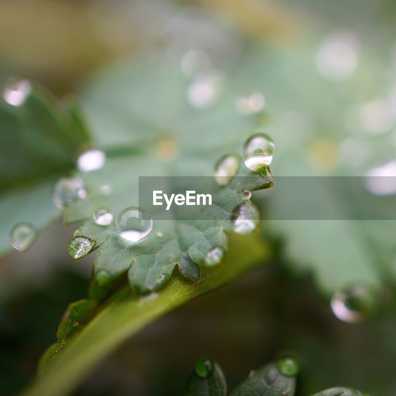 Close-up of water drops on green leaves