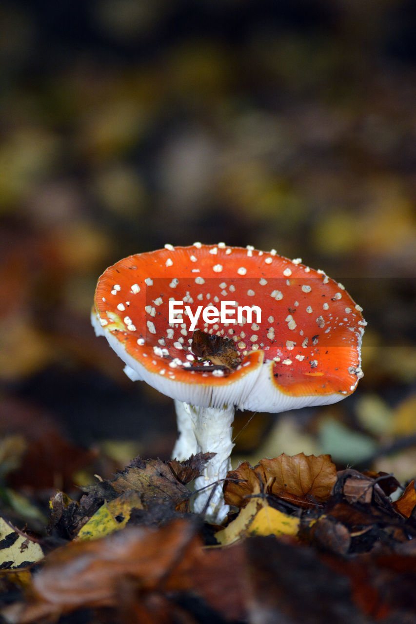 mushroom, fungus, vegetable, nature, autumn, food, fly agaric mushroom, macro photography, close-up, plant, land, leaf, growth, forest, agaric, poisonous, no people, toadstool, spotted, tree, edible mushroom, outdoors, focus on foreground, food and drink, beauty in nature, red, day, fragility, selective focus