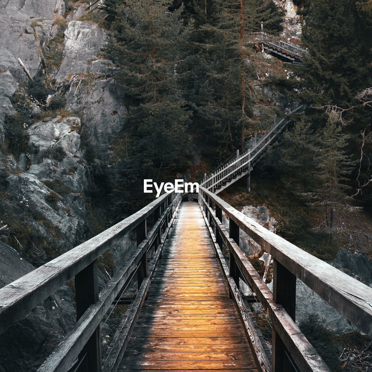 High angle view of footbridge in forest