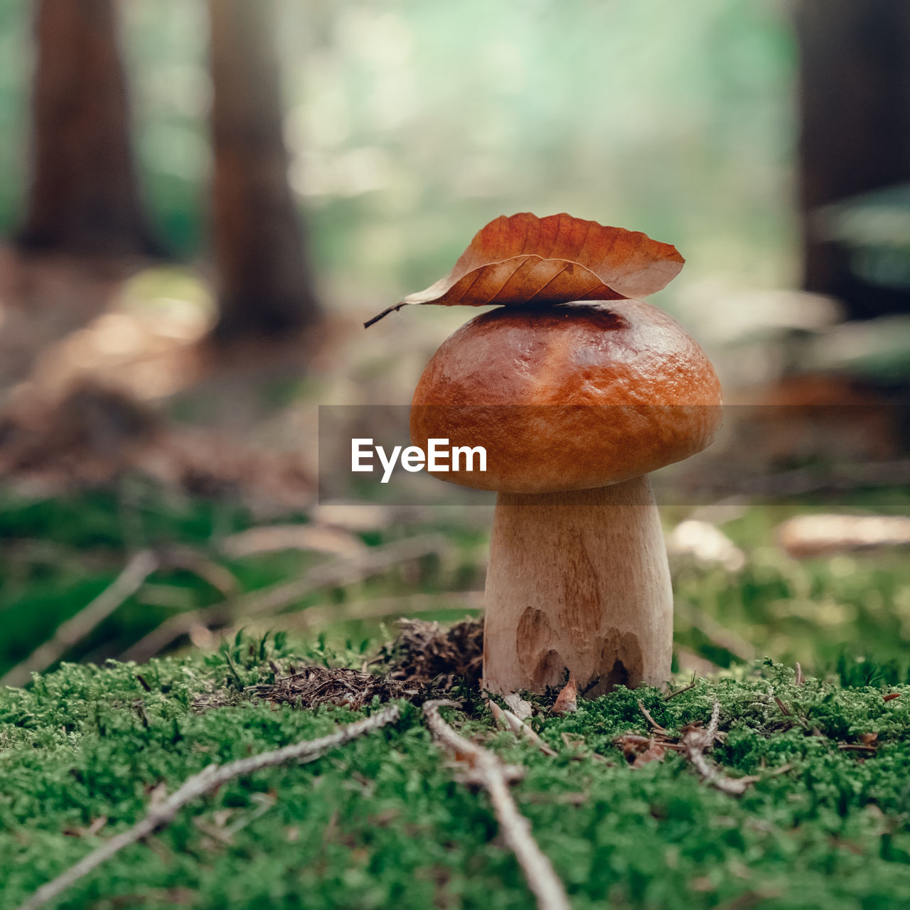 Mushroom. porcini on moss. boletus edulis in forest.