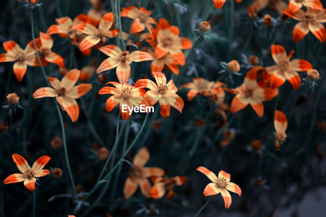 Close-up of orange flowering plant