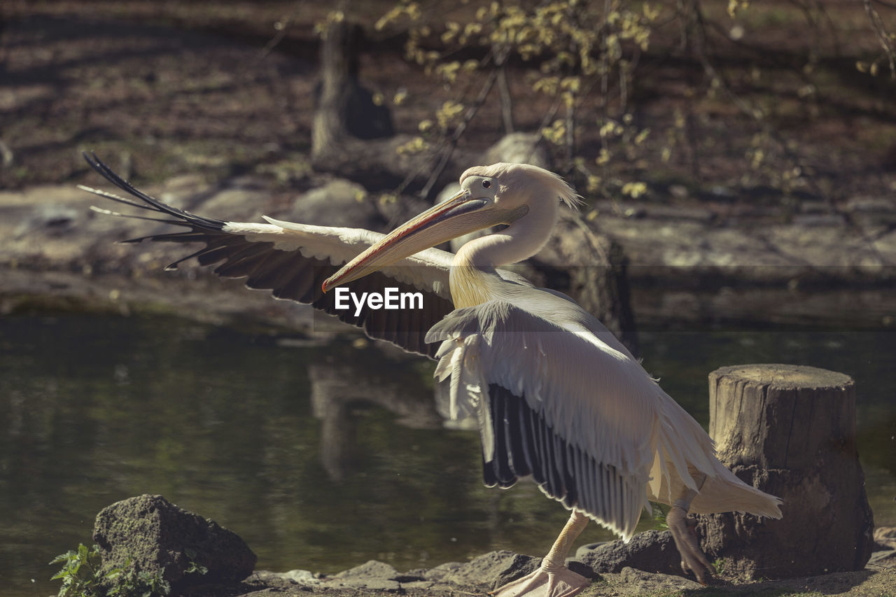 Pelican by lake