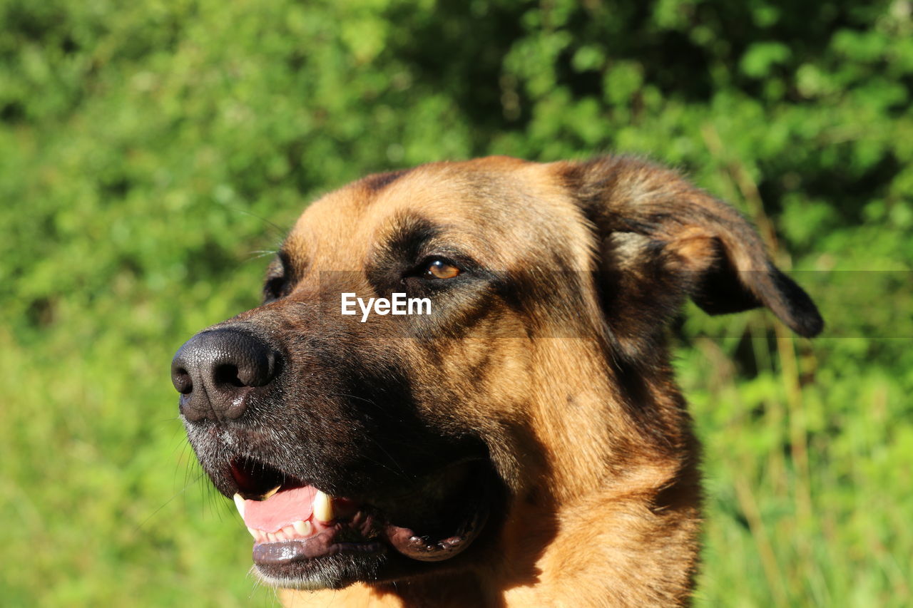 CLOSE-UP OF DOG IN GRASS