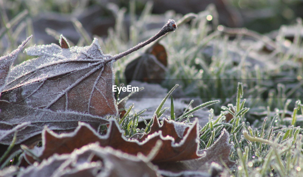 Frozen leaves on grassy field