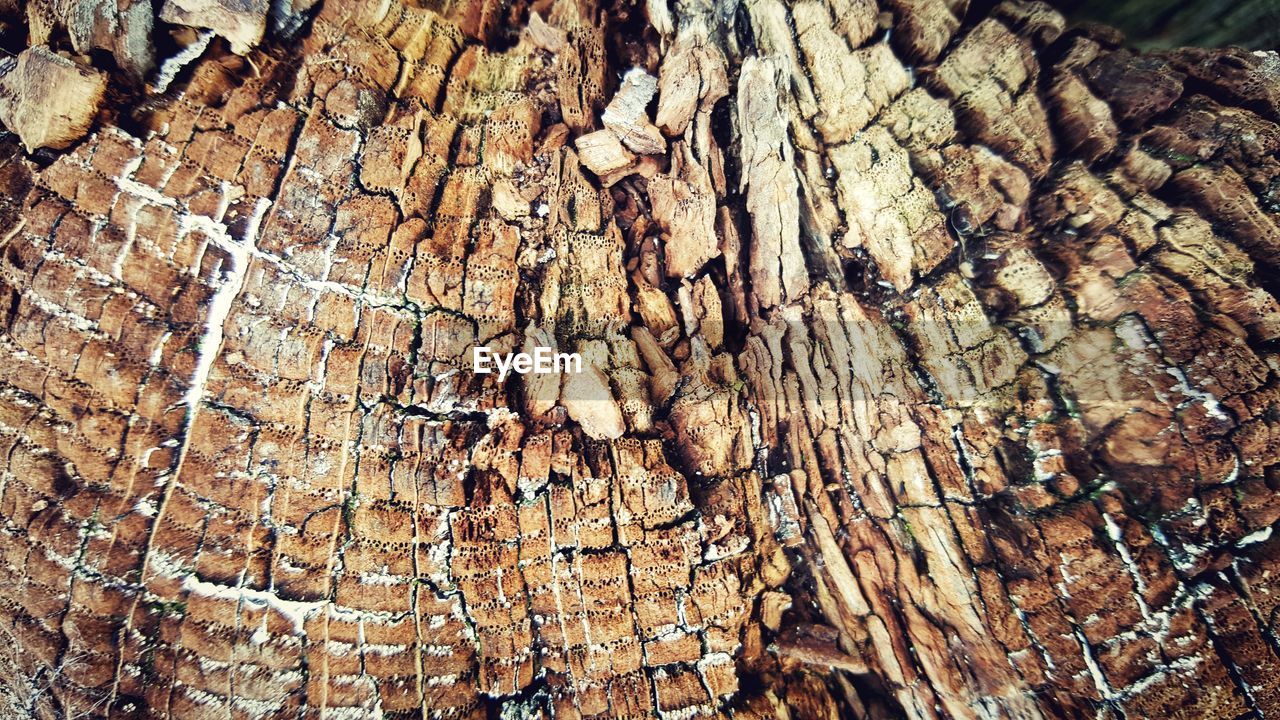 CLOSE-UP OF WOODEN TREE TRUNK