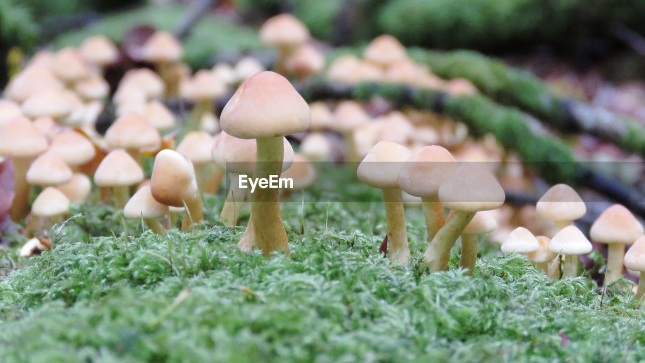 CLOSE-UP OF MUSHROOMS ON FIELD