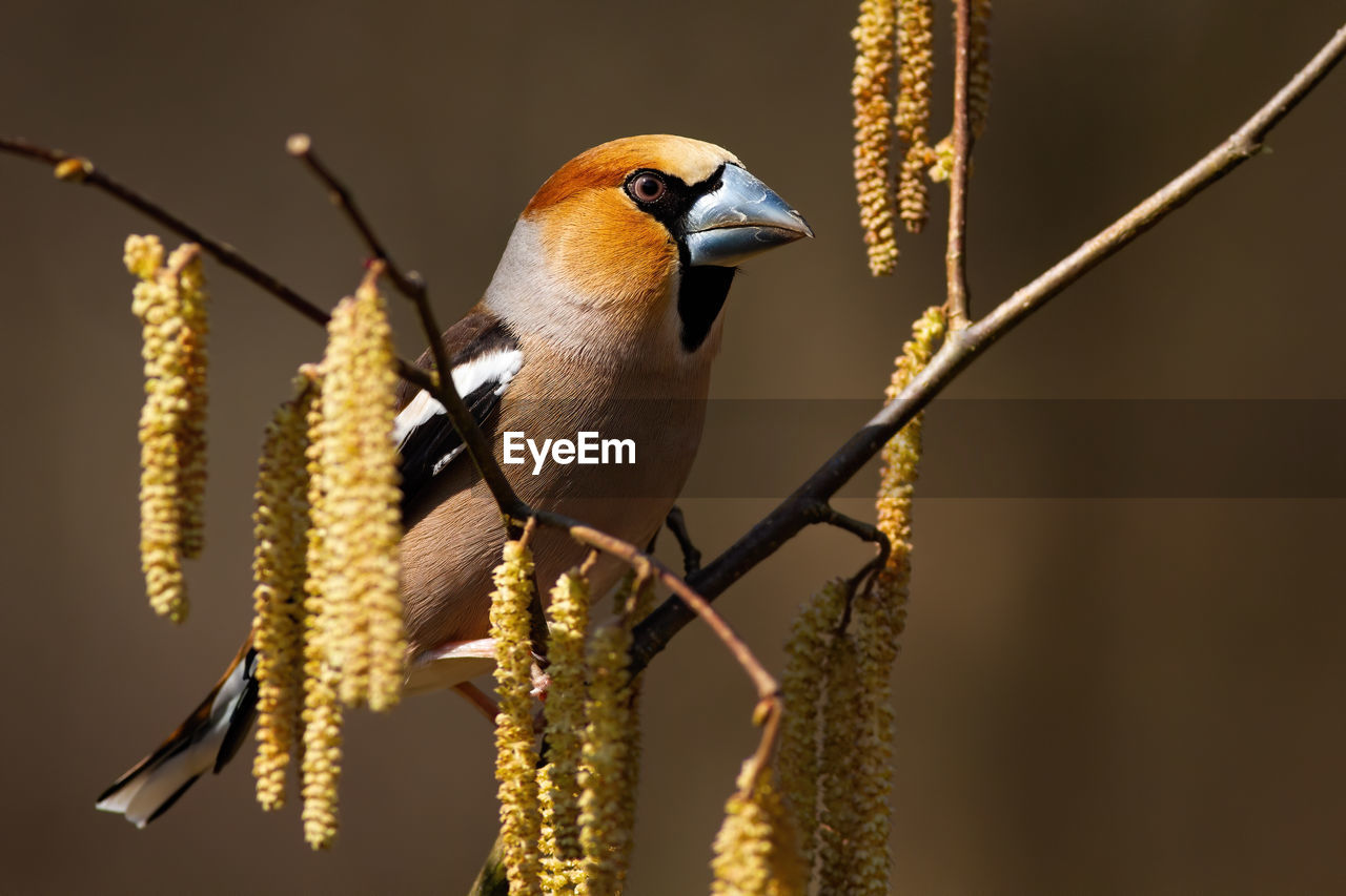 CLOSE-UP OF BIRD PERCHING ON ROPE AGAINST PLANTS