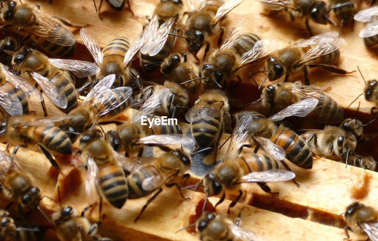 Bees in hive