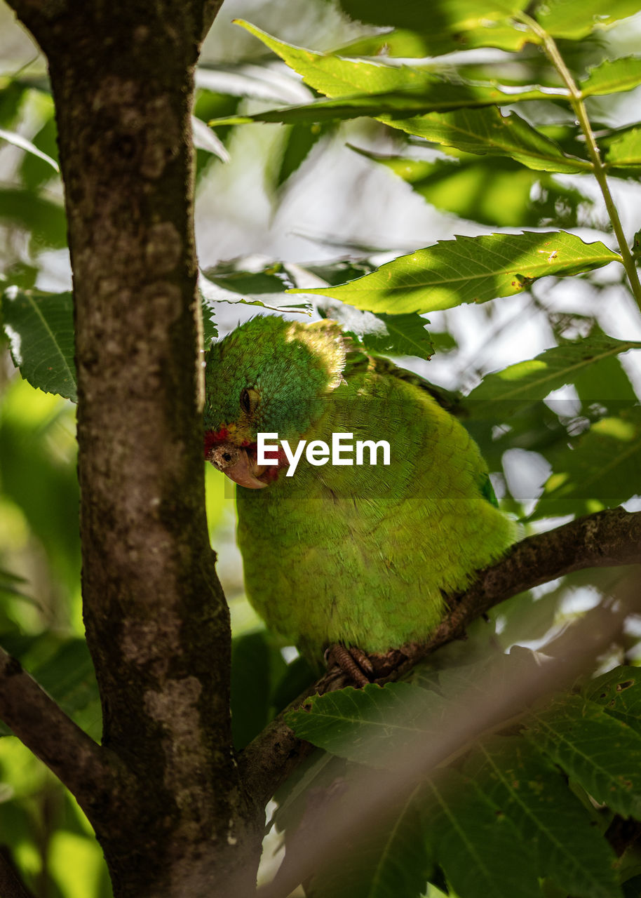 Low angle view of a budgie on tree