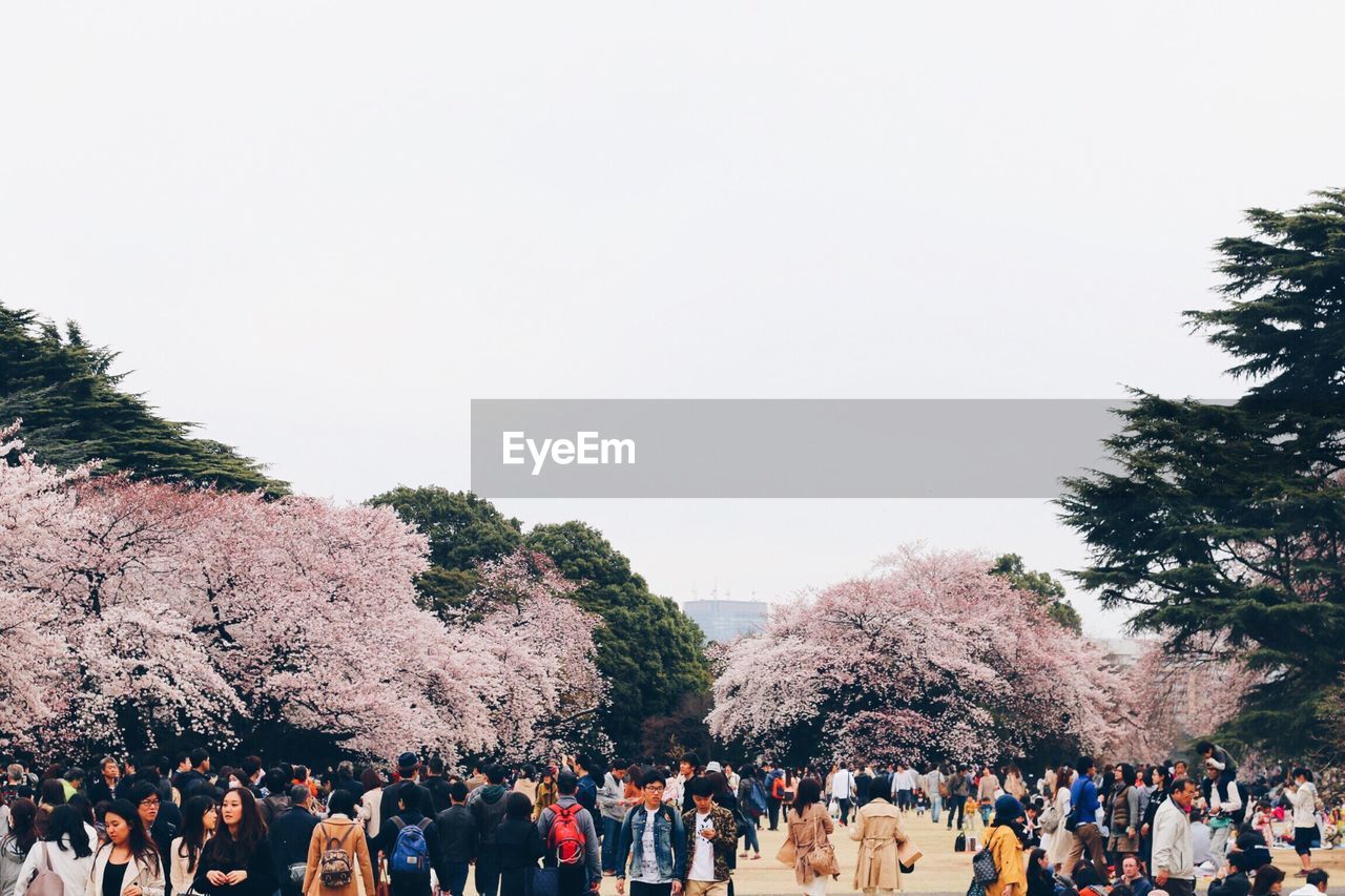 Group of people walking against flower trees