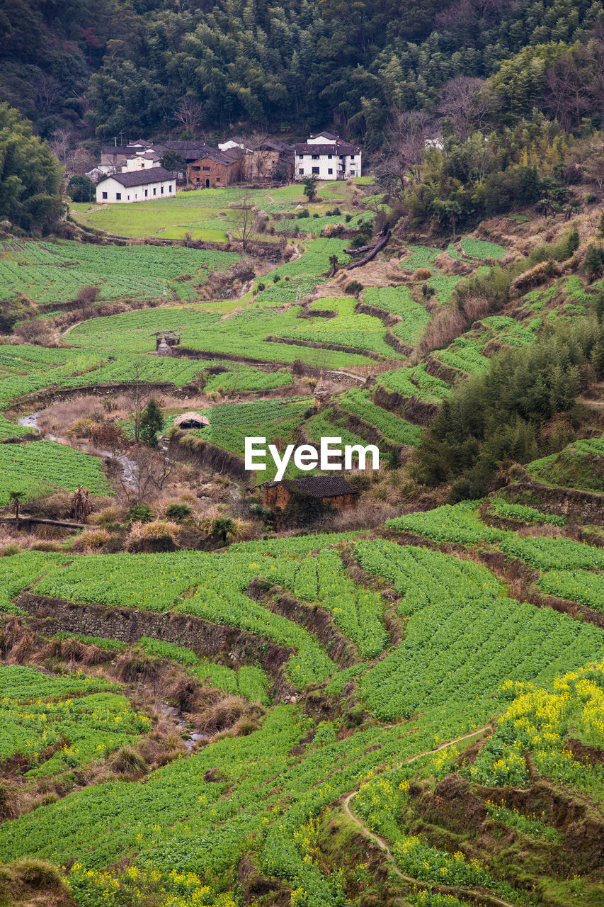 Scenic view of agricultural field