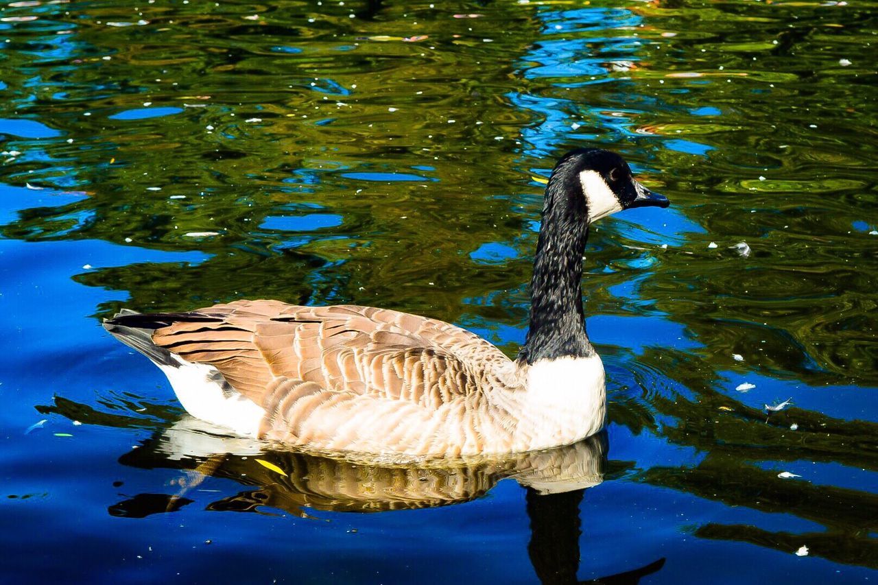 DUCK SWIMMING IN LAKE