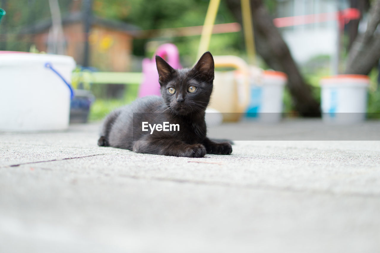 Close-up of black cat sitting outdoors