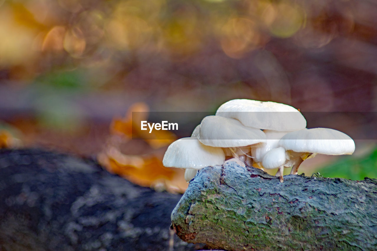 CLOSE-UP OF WHITE MUSHROOMS GROWING ON ROCK