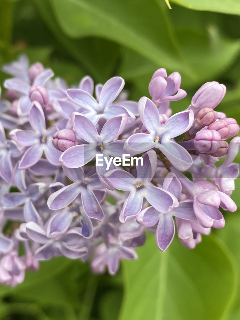 CLOSE-UP OF PURPLE FLOWERS ON PLANT