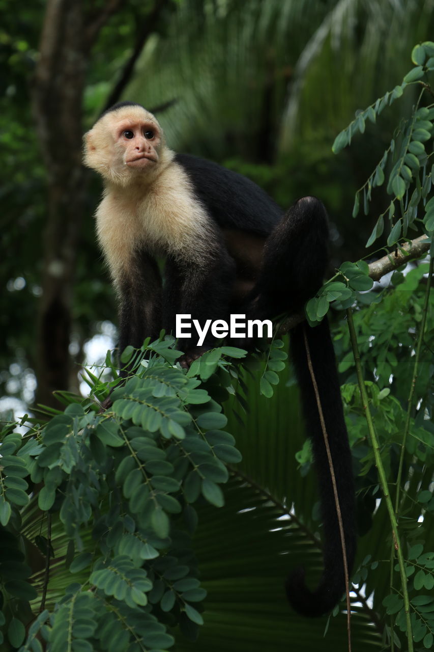 Capuchin monkey in manuel antonio, costa rica