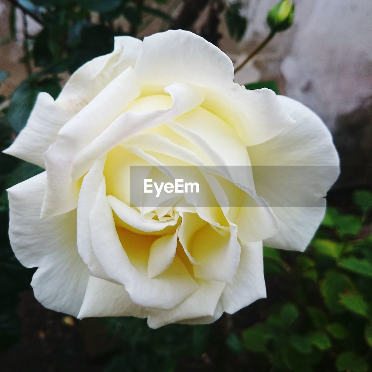 Close-up of rose flower