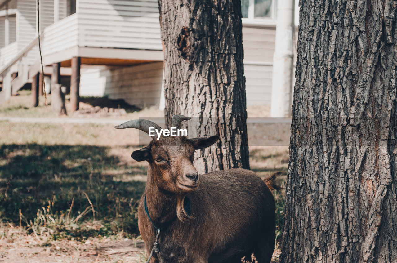 Goat standing by tree